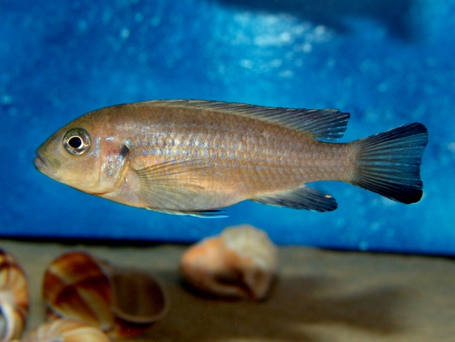 Maylandia sp. 'daktari' Undu Reef